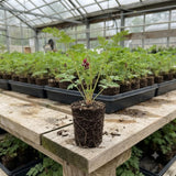 2 Red Purple Bleeding Heart Vine Live Plants, Flower Plant, 5-7 Inch Tall
