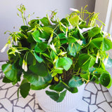 Green Shamrock Oxalis Live Plant, Trailing Indoor Houseplant, 3.5 Inch Pot