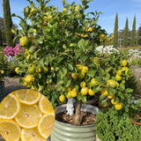 Lemon Live Plant, Container Citrus Tree Plant, 2 Ft Tall, 1 Gallon Pot