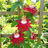 Burgundy Passion Flower Plant Live, Passiflora Garden Vine, 4-7 Inch Tall
