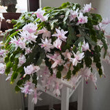 White Holiday Christmas Cactus Live Plant, Desk Shelf Plant, 4-6 Inch Tall