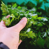 2 Parsley Plants Live, Edible Fragrant Herb Plant, 4-7 Inch Tall