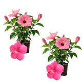 2 Pink Hibiscus Bushes Live Plants, Patio Container Flower, 4-8 Inch Tall