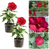 2 Vibrant Red Hibiscus Perennial Plant, 3-6" Tall