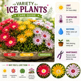Ice Plant Succulent Live Plant, Ground Cover, 4-7 Inch Tall, 4 Inch Pot