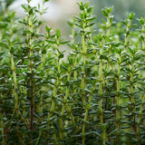 Thyme Live Plant, Indoor Outdoor Herb Plant, 5-8 Inch Tall