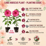 Set 2 Deep Pink Rose Hibiscus Plant Live