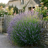 Set of 2 English Lavender Live Plants