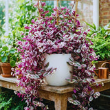 Pink Tradescantia Wandering Jew Live Plant, Indoor Plant, 3 Inch Pot