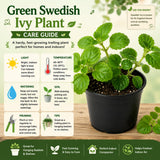 Green Live Swedish Ivy Plant, 3-5 Inch Tall, 2 Inch Pot