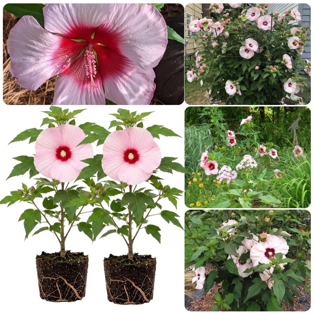 Set 2 Red Pink Hibiscus Plant Live