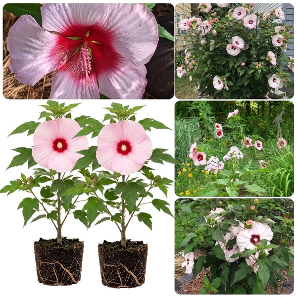 Set 2 Red Pink Hibiscus Plant Live