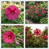 Set 2 Deep Pink Rose Hibiscus Plant Live