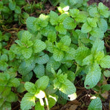 Peppermint Herb Live Plant in 4 Inch Pot, 3-5 Inch Tall