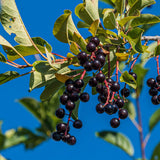 Chokecherry Aronia Berry Live Plant, Fruit Tree, 7-9 Inch Tall, 5 Inch Pot