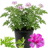 2 Citronella Live Plants, Garden Herb Plant, 3-4 Inch Tall