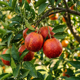Orange Tree Plant Live, Citrus Fruit Tree, 1-2 Ft Tall, 1 Gallon Pot