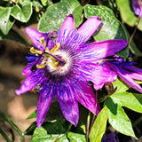 Lavender Passion Flower Live Plant, Passiflora Garden Vine, 4-7 Inch Tall