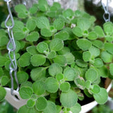 2 Green Cuban Oregano Live Plants, Patio Container Herb