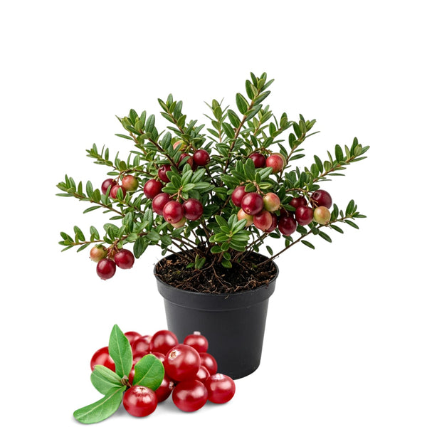 2 Cranberry Hibiscus Live Plants, Hibiscus Flower Plant, 3-5 Inch Tall