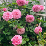 Climbing Live Rose Plant, Fragrant Reblooming Flower Bush, 2-3 Inch Tall