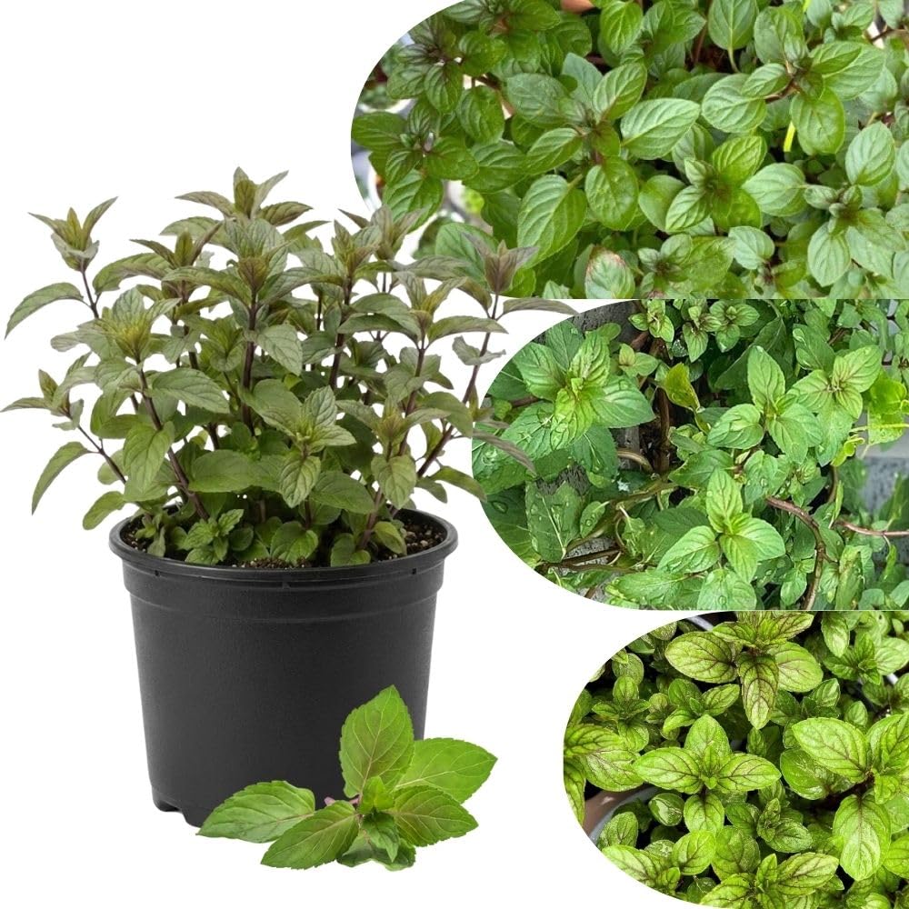 Chocolate Mint Live Plant 4-7 Inch Tall in 3.5 Inch Pot
