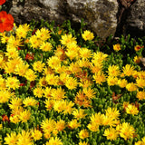 Yellow Ice Plant Succulent Live Plant, Ground Cover, 4 Inch Pot