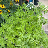 Citronella Geranium Live Herb Plant, 5-9 Inch Tall, 4 Inc Pot