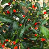Red Chile Pequin Pepper Live Plant, Chili Plant, 4-7 Inch Tall, 4 Inch Pot