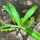 Culantro Herb Live Plant, Herb Vegetable Plant, 4 Inch Tall