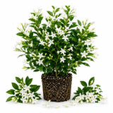 White Star Jasmine Plant Live, Outdoor Garden Flower Shrub, 4-7 Inch Tall