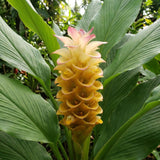 Yellow Curcuma Ginger Live Plant, Ginger Flower in Garden, 4-6 Inch Tall