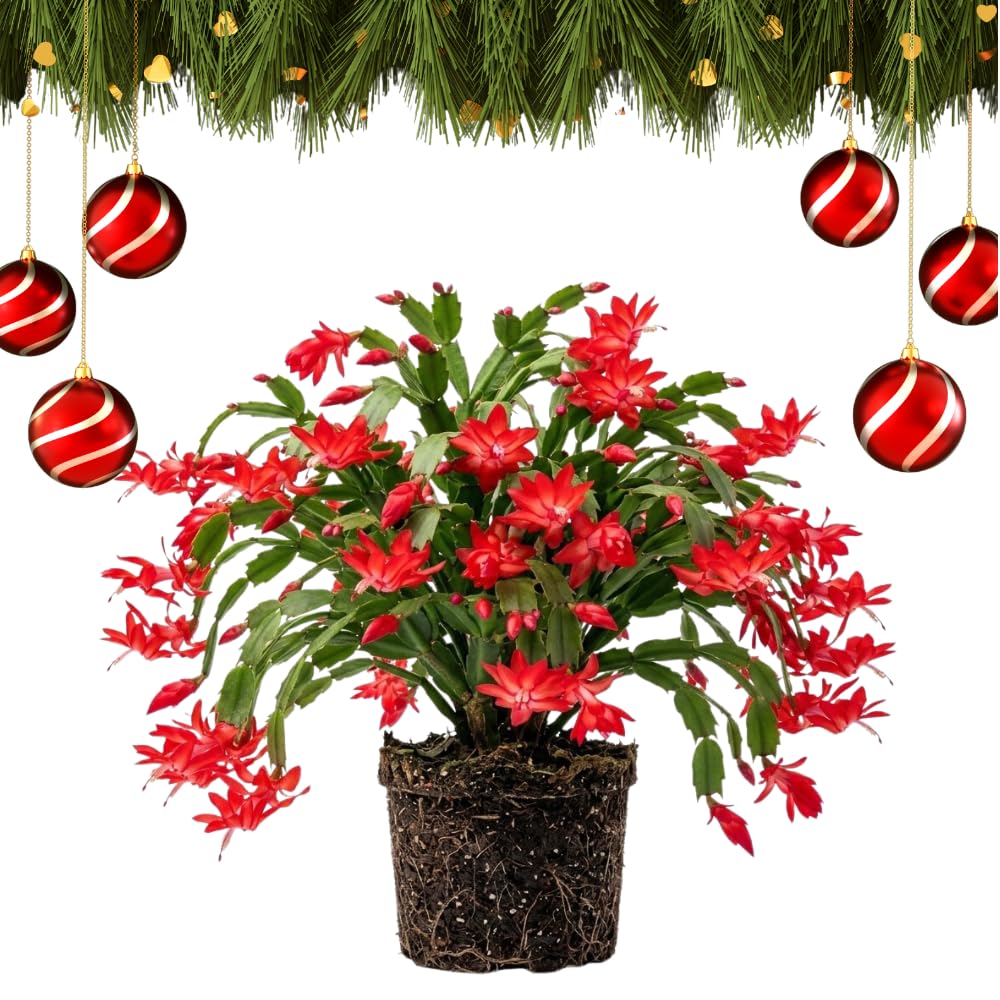 Red Christmas Cactus Plant Live, Desk Shelf Plant, 4-6 Inch Tall