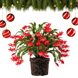 Red Christmas Cactus Plant Live, Desk Shelf Plant, 4-6 Inch Tall