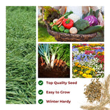 2 Lb Rye Seeds to Plant, High Yield Garden Seeds