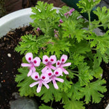 Live Citronella Geranium Plantin 4" Pot, 5-9 Inches Tall