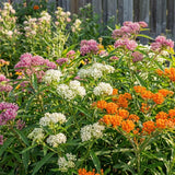 3 Mixed Milkweed Live Plants, 3-6" Tall Plant