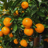 Orange Mandarin Tree Live, Hardy Garden Plant, 1 Gallon Pot