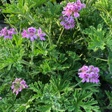 Citronella Geranium Live Herb Plant, 5-9 Inch Tall, 4 Inc Pot