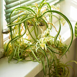 Variegated Spider Plant Live, Indoor Houseplant, 4-6 Inch Tall