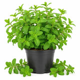 Peppermint Live Plant, Indoor Outdoor Herb Plant, 4-6 Inch Tall, 4 Inch Pot