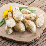 8 Oz Jerusalem Artichoke Tubers, Raised Bed Vegetable Roots