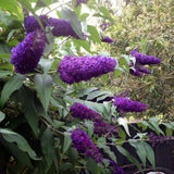 Live Black Purple Butterfly Bush Plant, 4-8 Inch Tall