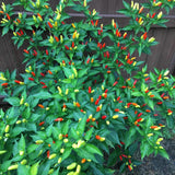 Red Chile Pequin Pepper Live Plant, Chili Plant, 4-7 Inch Tall, 4 Inch Pot