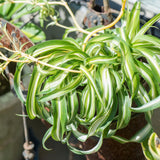 Variegated Spider Plant Live, Indoor Houseplant, 4-6 Inch Tall