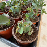 Silver Eucalyptus Tree Plant Live, Foliage Tree, 4-6 Inch Tall, 4 Inch Pot