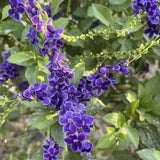 2 Duranta Blue Live Plants 4-7Inches Tall