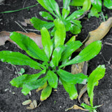 Culantro Herb Live Plant, Garden Herb Plant, 4 Inch Pot