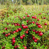 Cranberry Hibiscus Live Plant, Hardy Perennial Flower, 3-5 Inch Tall
