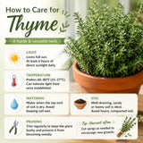 Live Thyme Plant, Indoor Outdoor Herb Plant, 5-8 Inch Tall